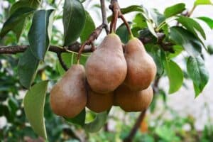 Una pianta di pero che produce questo delizioso frutto, una pera e una mela Una combinazione di sapori che invitano a gustare la bontà della frutta AppleCibo, una scelta sana e nutriente
