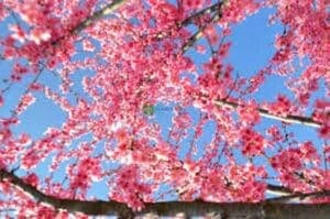 Un meraviglioso ciliegio in fiore a Taiwan, natura allaperto producendo deliziosi frutti per la nostra cucina