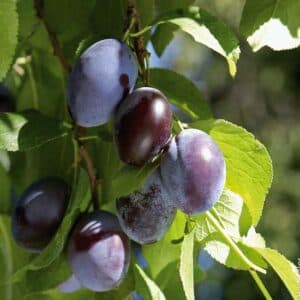 Immagine di un albero magico che produce una varietà di prodotti alimentari come patate, prugne, mele e altre deliziose prelibatezze come le patate PotatoCibo Una pianta miracolosa con frutti deliziosi per soddisfare i tuoi desideri!