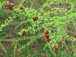 Un larice europeo, un conifero, una pianta, un albero unico che produce ananas come frutta, una deliziosa sorpresa