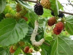 Una bellissima immagine di un bianco gelso in fiore che produce deliziose more di bosco come frutta una pianta che offre alimento sano e naturale