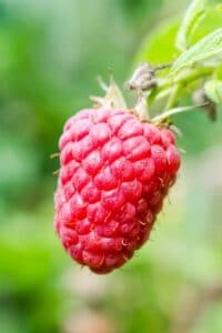 Questa immagine rappresenta una pianta di lampone, che produce bacche dolci e succose ricche di nutrienti La pianta e i suoi frutti sono una fonte di cibo per gli insetti e altri invertebrati, ma anche per alcuni microorganismi Il simbolo del lampone è un ricordo della produzione generosa di questa pianta