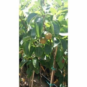 Una piantina di pomacee giapponesi in vaso che produce frutta come kiwi e pomodori unimmagine che riassume il meglio dei sapori della natura, dal gustoso TomatoCibo al profumato frutto della pianta Una foglia che racconta una storia di produttività e bontà