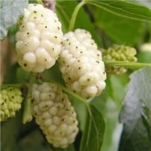 Questa immagine mostra una pianta di gelso bianco, con le sue bacche mature pronte per essere raccolte Una volta raccolte, queste bacche forniranno una deliziosa frutta ricca di nutrienti che può essere utilizzata per produrre ottimi cibi