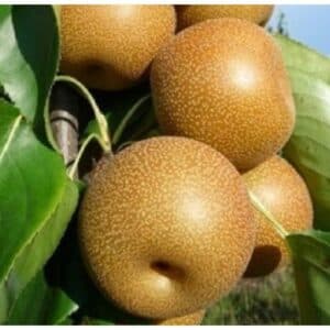 Questa immagine mostra una magnifica pomacee giapponese, una varietà di pianta che produce sia mele che pere AppleCibo è un buon modo per godere della deliziosa frutta prodotta da questa pianta