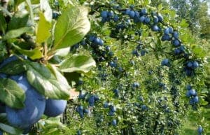 Un albero magico con SparrowCibo che produce frutta, bacche e mirtillo come prugne e passero che mangiano i frutti per nutrirsi Una pianta che offre deliziose bacche per una varietà di uccelli che ne godono i benefici