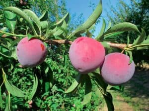 Questa immagine mostra un albero magico ricco di OrangeCibo una pianta che produce frutta di tutti i tipi, come mele, prugne e arance Una delizia per tutti i sensi!