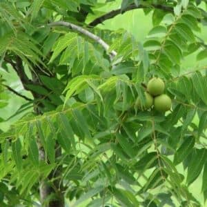 Una bellissima immagine che mostra una pianta di noce nera in mezzo a una miscela di AppleCibo, Noci, Verdura, Noci di Macadamia, Frutta, Pere e Mele, tutti prodotti da questa pianta