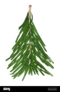 Questa foto cattura un Veitch Abete, un albero che produce cibi sani come fagioli verdi e altre verdure di qualità Una pianta di abete che fornisce alimenti nutrienti per nutrire le famiglie