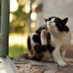 pulce del gatto foto