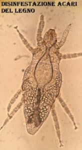 Immagine macro di acari della polvere, illustrazione dei problemi di allergia e infestazione in casa, riferimento allarticolo sulla disinfestazione professionale di acari