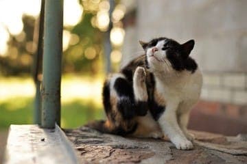punture di pulce del gatto