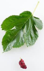 MirtilloUna bella pianta di gelso bianco, con le sue foglie verdi, che cresce in primavera e produce succose bacche di mirtillo e mora una prelibatezza deliziosa che ci offre la natura!