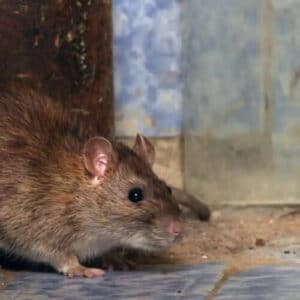 Confronto tra metodi di derattizzazione ratti e topi