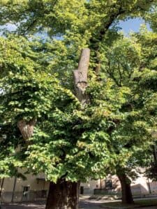 Scopri le meraviglie della natura con questo albero di tiglio della Virginia in un suggestivo giardino Ammira il tronco robusto e il folto fogliame di questa pianta, circondata da un delizioso boschetto di vegetazione e da una meravigliosa cornice allaperto