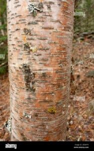 Un albero di Betulla Virginia Rossa, simbolo di forza e resistenza Il tronco dellalbero sembra essere un volto di una persona, con la testa sollevata verso il cielo