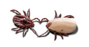 sbarazzarsi delle pulci come fare