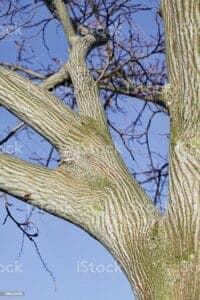 Una scala serpente che si arrampica lungo un tronco dalbero con una pianta rigogliosa in primo piano limmagine perfetta per apprezzare la bellezza della natura