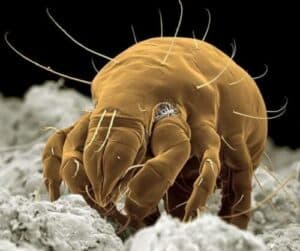 Immagine di scarafaggi comuni, specie di insetti spesso associati alla presenza di acari nellarredamento