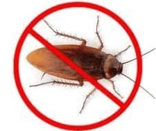 Immagine di scarafaggi senza testa, simbolo del processo di disinfestazione delle blatte