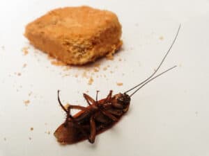 Immagine di uno scarafaggio senza testa, riferimento allarticolo sulla durata di una disinfestazione da blatte