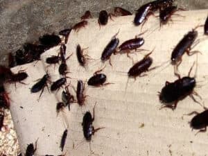 Immagine di uno scarafaggio senza testa, illustrazione del problema dei parassiti come le blatte, nellarticolo su disinfestazione fai da te vs professionale