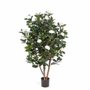 Una composizione floreale di amore, che include una pianta succulenta, una pianta in vaso, un fiore, un albero, una foglia, un bonsai e una rosa succulenta