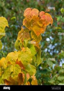 Una scala serpente che si arrampica su un albero, tra foglie e piante lussureggianti, regalando uno spettacolo di verde vegetazione