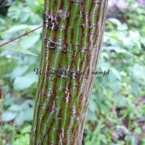 Unimmagine che rappresenta una scala serpentina che permette di salire in cima ad un grande albero, circondato da una ricca vegetazione boschiva Unopportunità di scoprire non solo la bellezza della natura, ma anche di godere di una visione unica dellambiente esterno e della sua terra Unesperienza che ci ricorda quanto sia importante tutelare la nostra casa la natura per preservare il nostro futuro