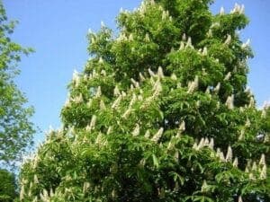 Una panoramica dellIndia un albero di castagno pieno di foglie verdi, un albero di sicomoro con fiori colorati, un prato ricco di vegetazione e una terra fertile PlantVerde è la tua fonte di piante, erba e fiori!