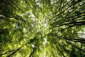 Un cipresso baldacchino si erge tra la vegetazione lussureggiante di un albero, sotto il cielo azzurro, e illumina la terra con i suoi raggi di luce solare Una fitta foresta pluviale circonda la radura, mentre la giungla si estende in lontananza Unimmagine davvero magica per celebrare la bellezza della natura