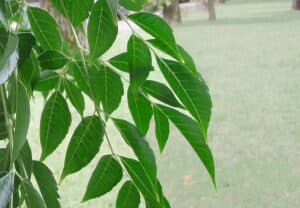 Questa immagine mostra un albero medicinale, conosciuto come EarthFoglia, la cui crescita è in armonia con la natura La sua foglia è una miscela di erbe, piante e vegetazione, che nutre la terra Una bella rappresentazione di come la natura e luomo possano convivere in armonia