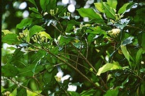 Questa fotografia mostra una foresta pluviale in cui vive una pianta di garofano appartenente alla famiglia Acanthaceae Una foglia verde brillante con la sua radice si estende su un terreno ricco di vegetazione Un albero a sfondo della scena ospita un fiore di garofano bianco, che appartiene alla famiglia Annonaceae