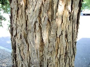Questa foto mostra un albero esotico di BarkPianta con un tronco di legno e una corteccia squamata che si estende lungo il tronco Unimmagine suggestiva che ricorda la bellezza della natura
