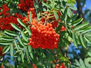 Una scena di primavera, con uccelli che cinguettano tra i rami di un sorbo, cresciuto insieme a un albero da frutta ricco di ciliegie, mele, pere e altra frutta Le foglie dellalbero sono anche una fonte di cibo per le verdure, che crescono sotto i suoi rami, insieme ai fiori colorati Una gioia per gli occhi, ma anche unottima fonte di produzione delle preziose risorse naturali