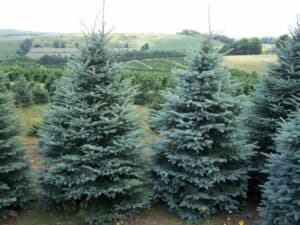 Questa immagine mostra una maestosa pianta conifera di abete bianco, che si erge tra le rocce innevate La vegetazione fitta di aghi di pino offre uno splendido spettacolo, che ricorda lantichità e la forza di questi alberi imponenti