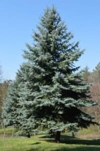 Un abete bianco che si erge tra la vegetazione, un albero di pino conifera bello e imponente