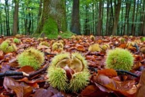 Un albero in autunno che produce frutti una scena affascinante, ricca di vegetazione, foglie e noccioli, che offre cibo a un uccello che vola e a un animale che cerca del cibo Unimmagine che rappresenta lequilibrio tra la natura e gli animali