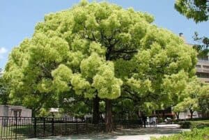 Una immagine che ritrae una persona che si gode la profumata vegetazione ricca di alberi e animali mentre laroma di cannella diffonde nellaria Uno scorcio di natura incantevole che ci ricorda il valore di prendersi cura della terra