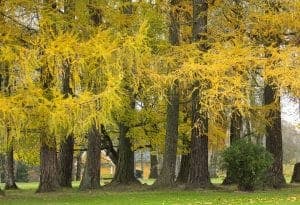Questa immagine mostra un albero di larice e quercia, noti come conifero Una pianta che è diventata una parte importante della bellezza della natura