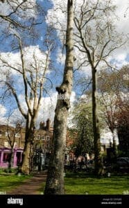 Questa immagine mostra uniconica pianta che rappresenta un albero con un tronco robusto e fitto di foglie La vegetazione circostante è un mix di erba, alberi, edifici e città che si estende allorizzonte Una scena allaperto che sprigiona un senso di tranquillità e di pace
