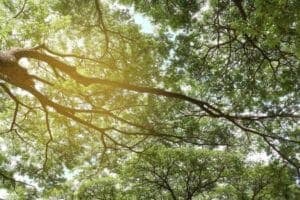 Questa immagine ci mostra un cipresso baldacchino sorridente, circondato da una varietà di alberi e arbusti, compresi la quercia, il tiglio e la macchia Rappresenta leccezionale biodiversità del territorio boschivo e della foresta pluviale, dove la vegetazione abbonda