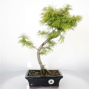 Un albero di Larice giapponese in un vaso, perfettamente adattato alla tecnica di Bonsai Una pianta conifere da curare e amare