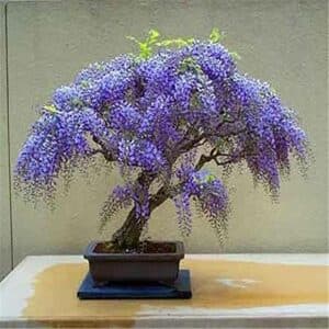 Una pianta dal fascino antico un albero bonsai con fiori viola, piantato in un vaso di terracotta, perfetto per donare un tocco di eleganza a qualsiasi ambiente