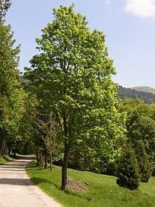 Questa immagine mostra una scena magica di una foresta, con un montem acero di quercia, tiglio, erba, vegetazione, bosco, boschetto e un sentiero che collega tutti gli elementi insieme È un invito ad esplorare la bellezza della natura e scoprire tutti i segreti che offre la foresta