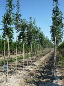 Scopri la magia della natura con questo paesaggio di frassino minore Lasciati incantare dai suoi boschetti, dai suoi alberi e dalla vegetazione che incornicia questo magnifico suolo allaperto Unoasi di tranquillità in piena campagna!