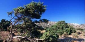 Un quadro di una scenografia idilliaca un ginepro rosso si staglia contro un meadow deserto, mentre un albero e un boschetto di pini si ergono su una vegetazione lussureggiante Un prato appena falciato si apre ad un paesaggio boschivo, richiamando larmonia della natura nel suo insieme