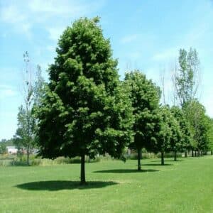 Questa splendida immagine ci mostra un parco ricco di vegetazione, incorniciato da magnifici alberi di tiglio europeo e betulla, con un boschetto di aceri e un prato verdeggiante Latmosfera di pace e armonia che si respira non può che suscitare un profondo senso di soddisfazione