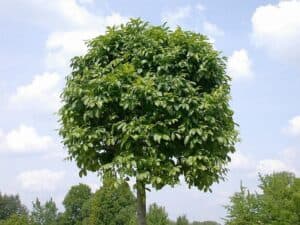 Immagine di un albero di nero frassino con una grande foglia di acero in un vaso, circondato da una fitta vegetazione come se fosse nel bosco Unimmagine suggestiva che ritrae la bellezza della natura