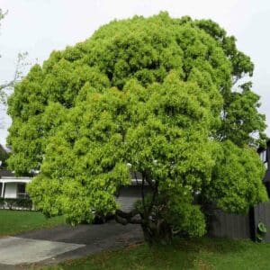 Una scena di un bosco incantato, con una miscela di profumo di cannella e di vegetazione In primo piano, un albero di acero, circondato da un prato verdeggiante e dalla LawnPianta in vaso Nel cortile, una varietà di alberi e piante che creano una sensazione di pace e tranquillità